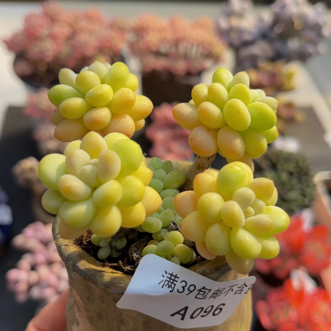 096/5cm洛可可多肉植物