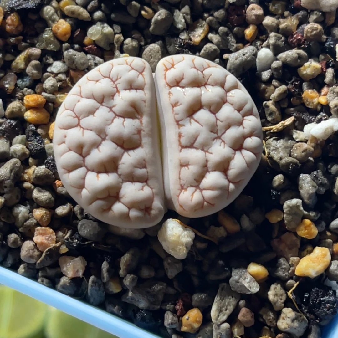 8031凹凸脑纹189一颗