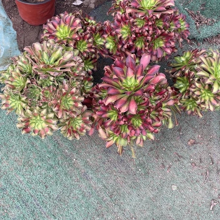 020号五颗老桩韶华