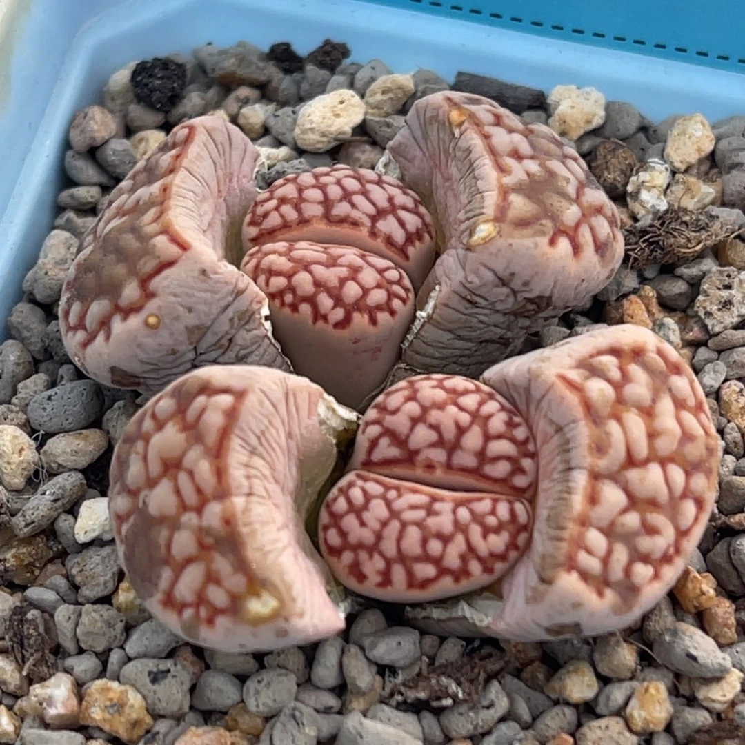 8202双头红网纹母本一颗