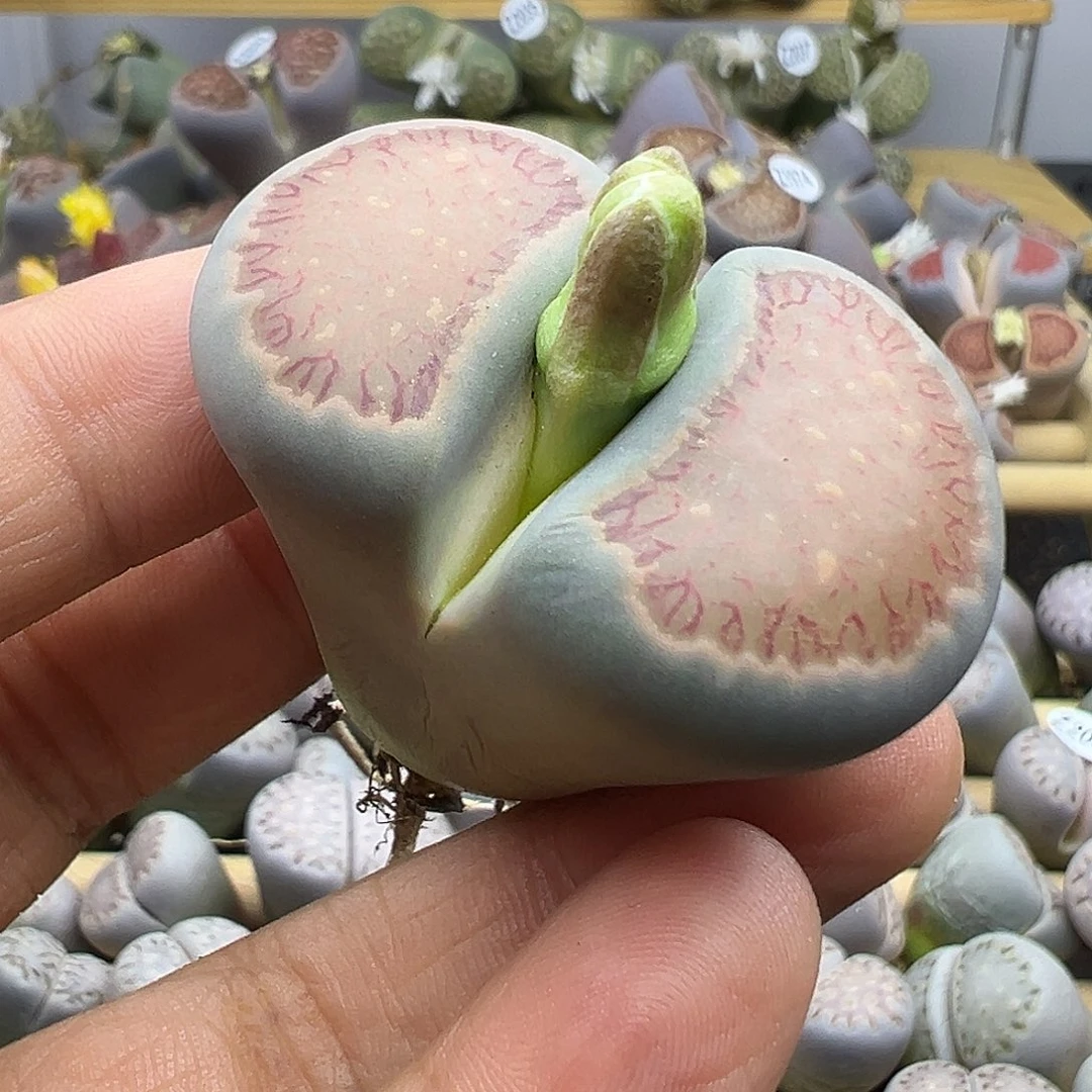 2044 生石花清货不售后