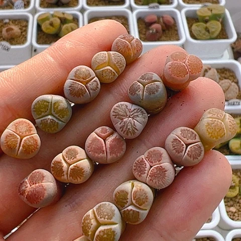 【闪购商品】✿*乐25929