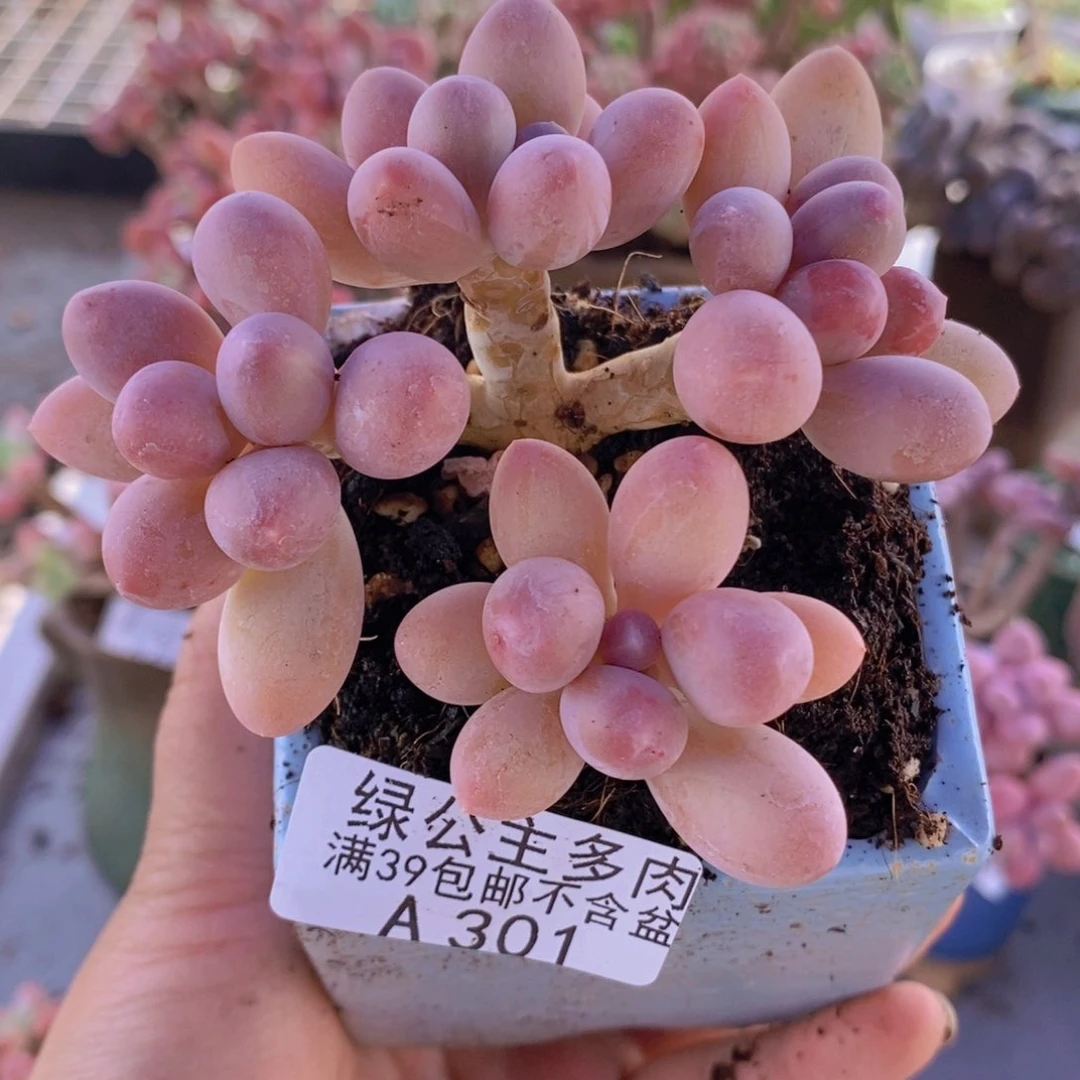 香水手指奶老桩8cm301多肉植物