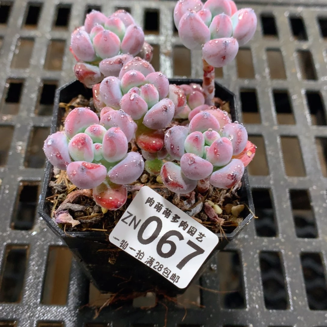 肉萌萌拇指盆精控多肉ZN067