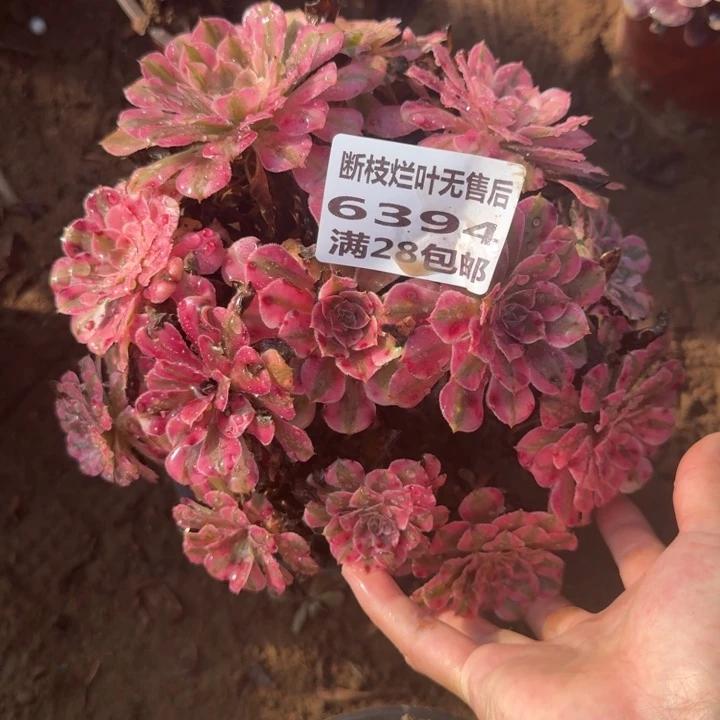 6394二号棚绣球红铜壶C