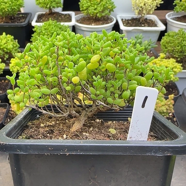 蜜橘糖球一物一拍