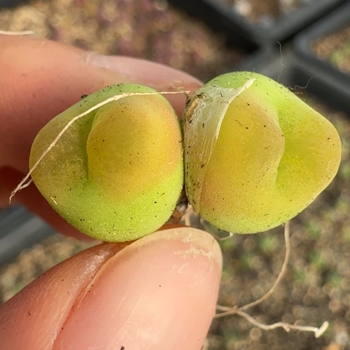 1224水蜜桃福利出双头