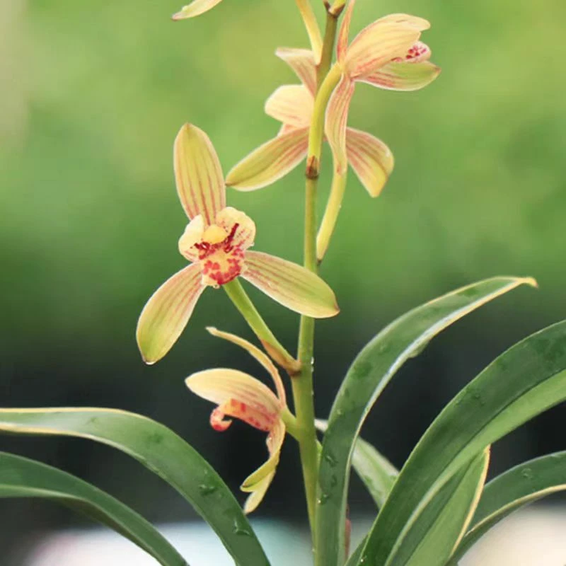 四季兰禅月达摩 矮种艺草兰花铭品推荐 好养易活室内阳台绿植盆栽