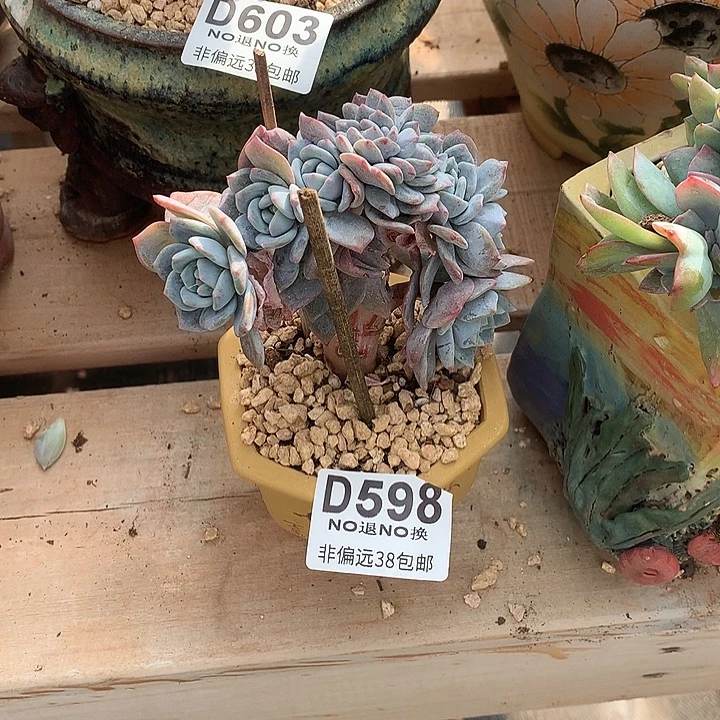 点***点梦之学缀化 598 基地已转处理玻璃心勿扰