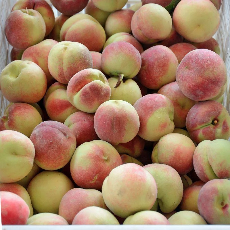 山东冬雪蜜桃毛挑新鲜脆甜离核小毛桃子应季水果孕妇儿童