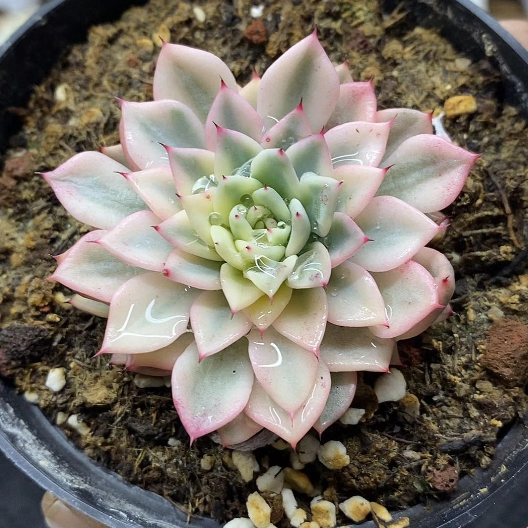 27218 原始绿爪覆轮锦