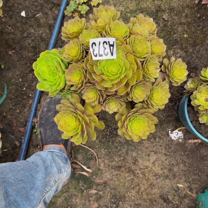 红魔花30-21包邮花花