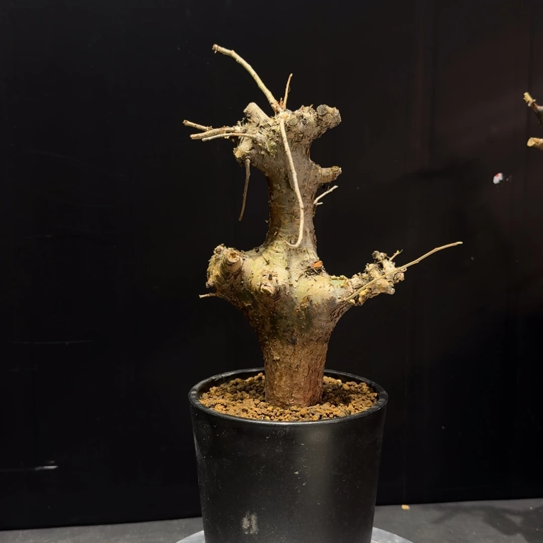 银皮没药建议寄养