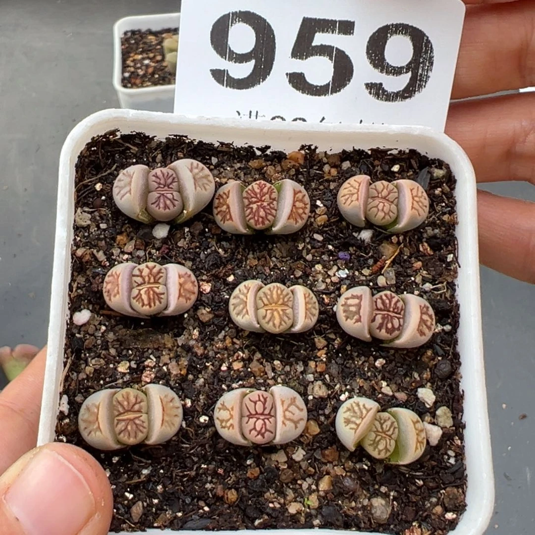 1.27好看的多肉959