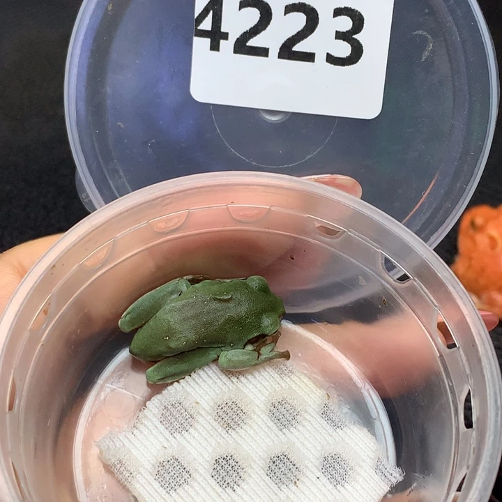 。***。角蛙4223绿姥爷树蛙