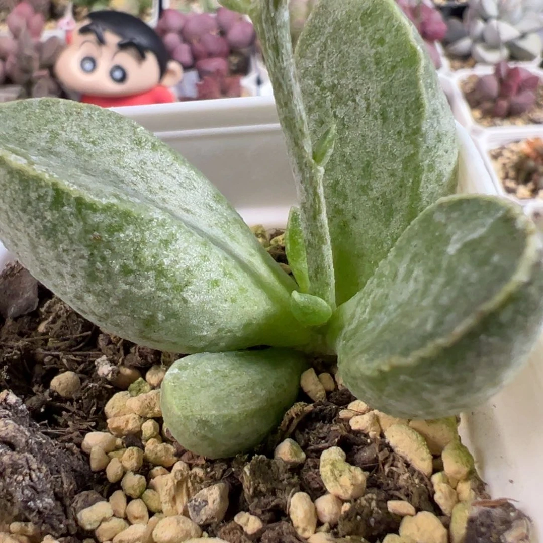 无花朵绿爽猪肝单头多肉植物水泡多肉植物