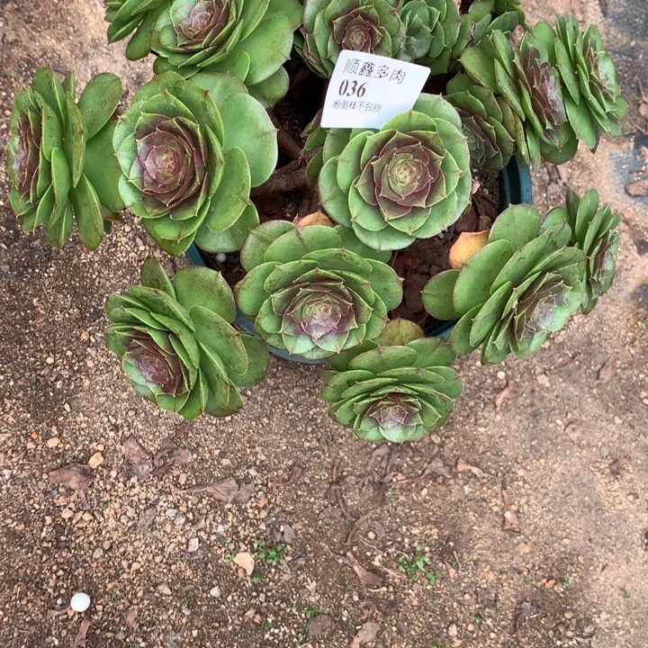 036万圣节多肉植物特价