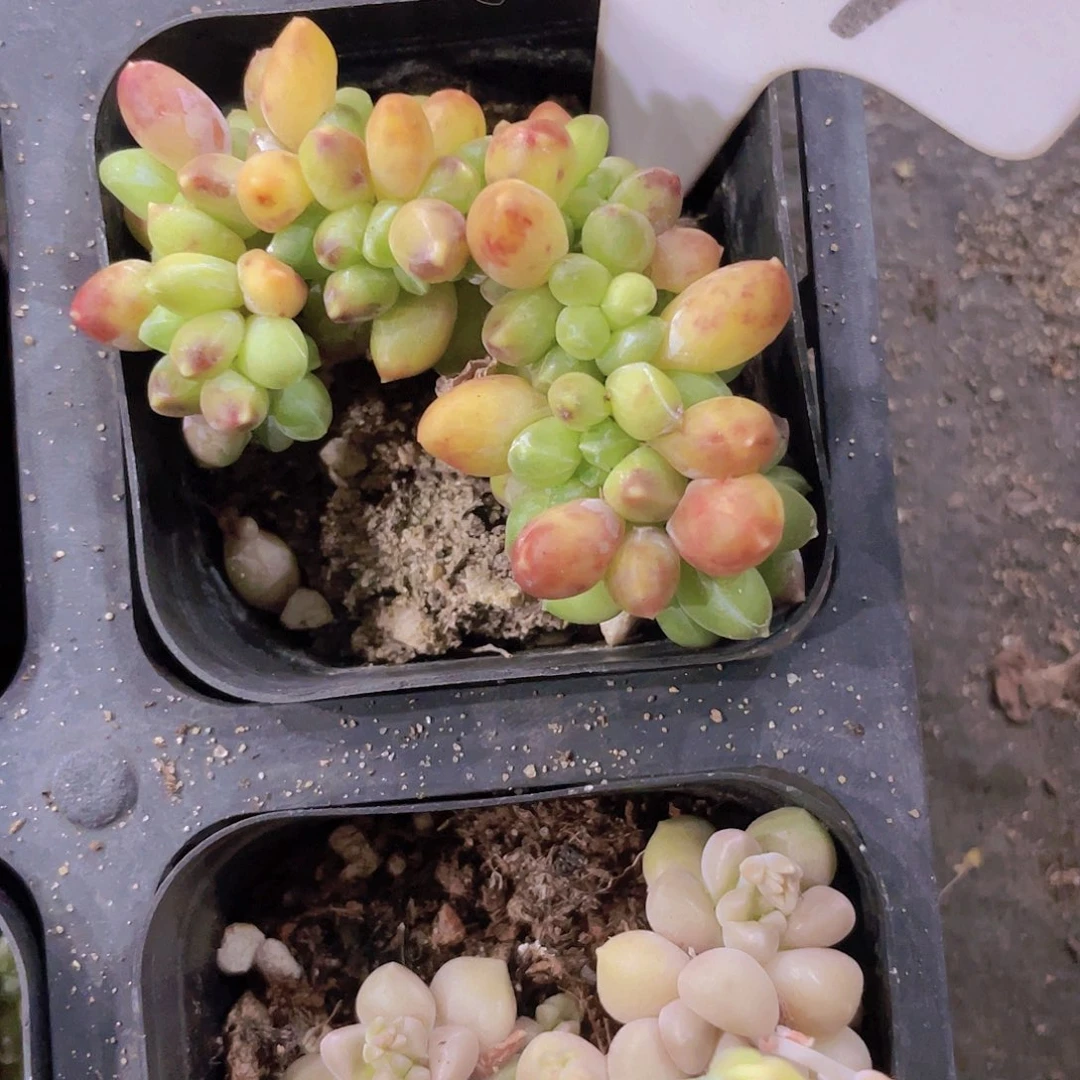 莫*西千代田缀a029一物一拍