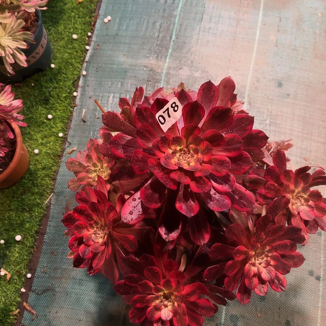 多肉植物烟花22.8078