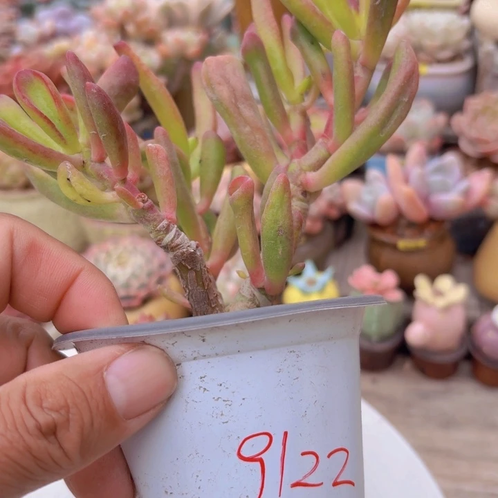 签***福一物一拍编号9122