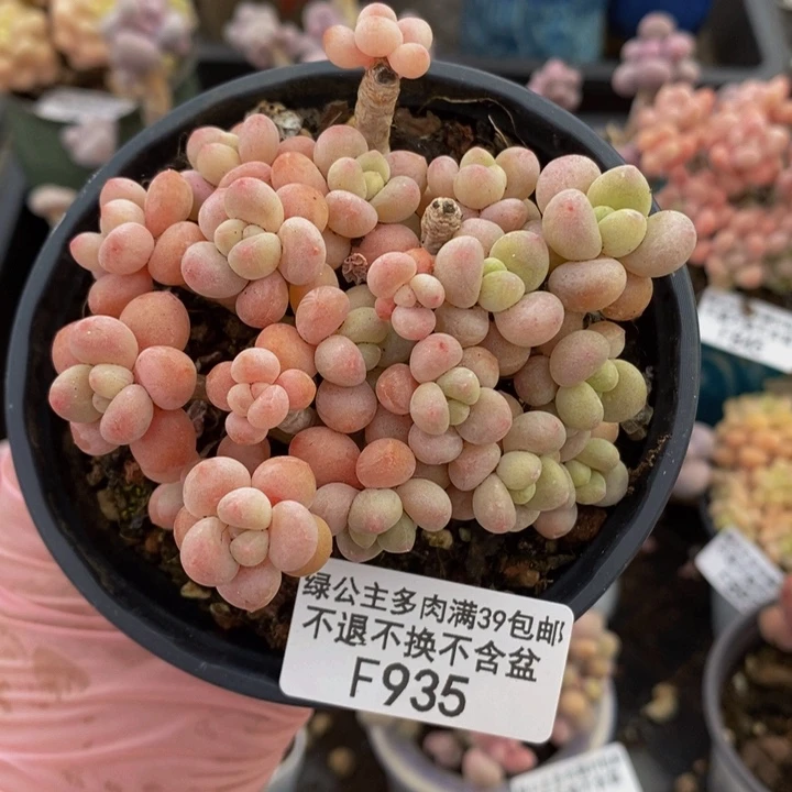 鱼子酱老桩有砍7cm935多肉植物