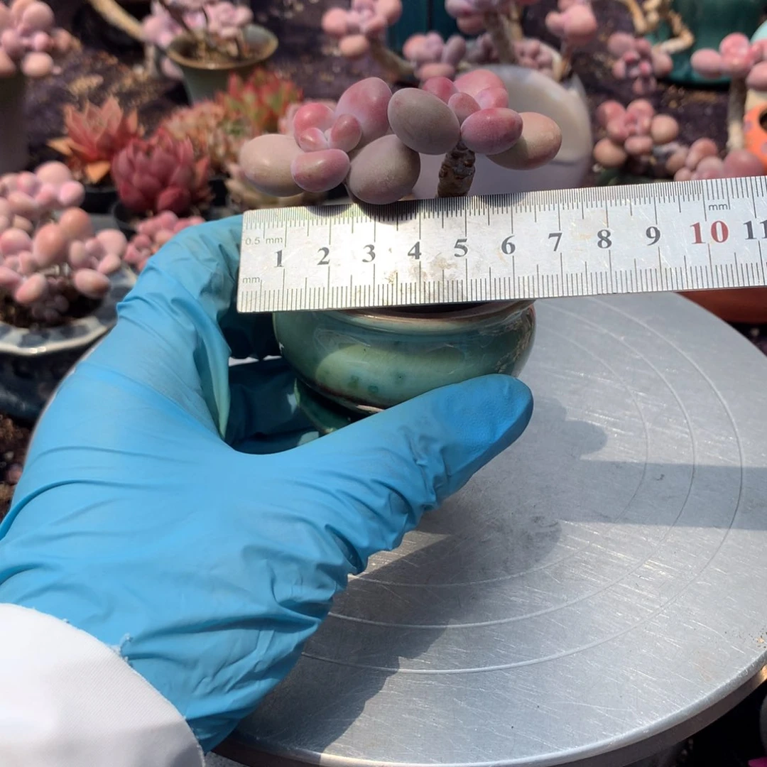 岁*间2号带盆偏远地区不包邮的