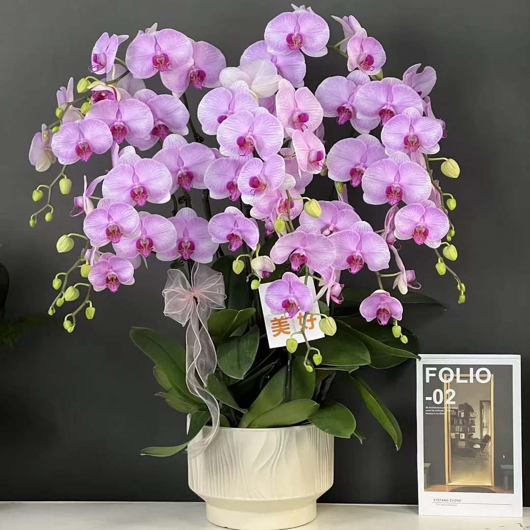 多彩优选（洛神）欧品粉色贵货稀有大花蝴蝶兰鲜花室内送礼高端花卉
