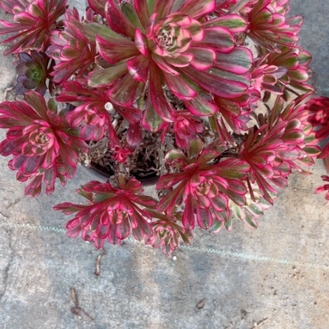 余***就多肉植物白月光锦。