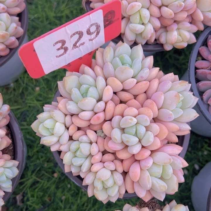 健健康康平平安安