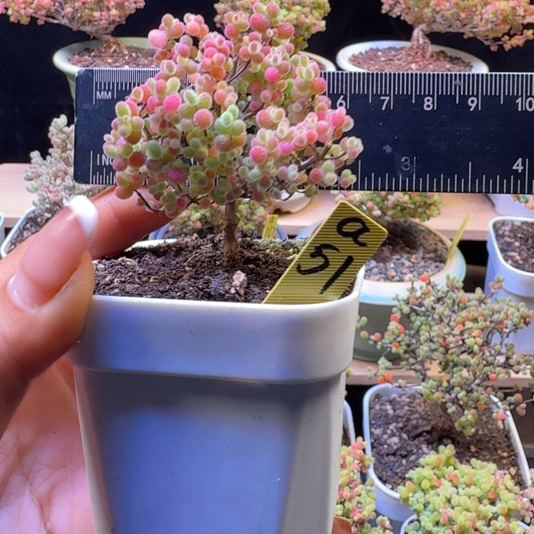 a51号橘子糖冠服5.5厘米左右