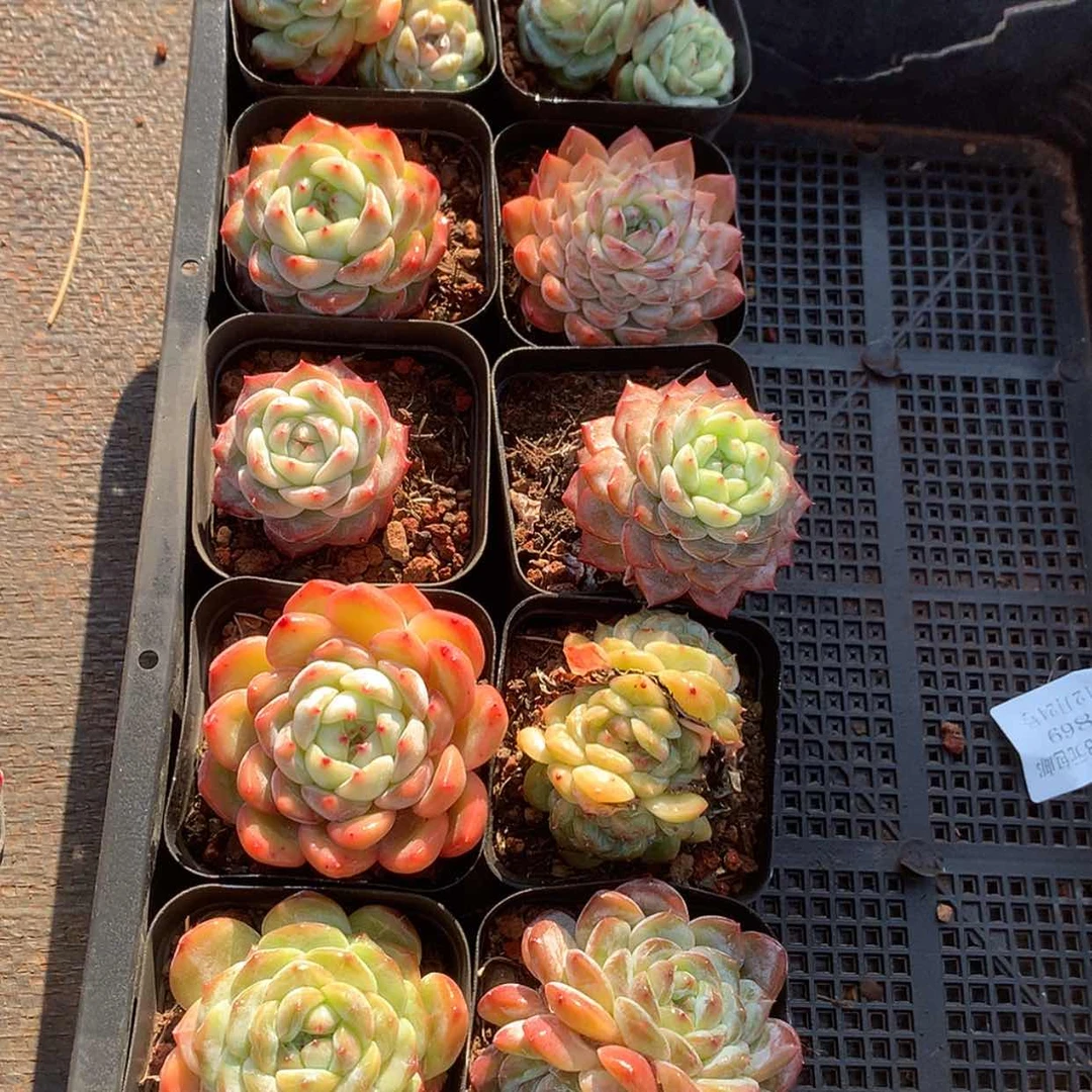 【闪购商品】云990号十颗