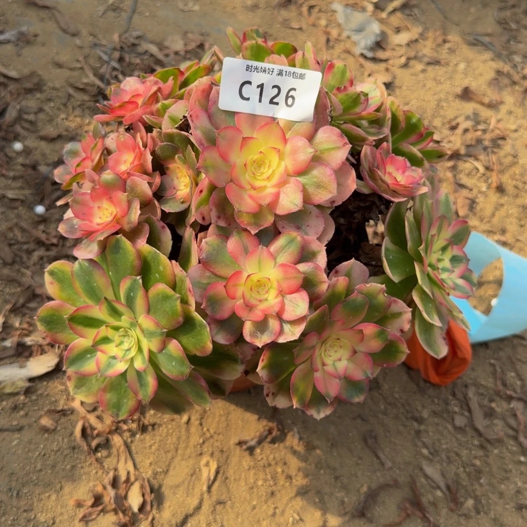 126荔枝。多肉植物