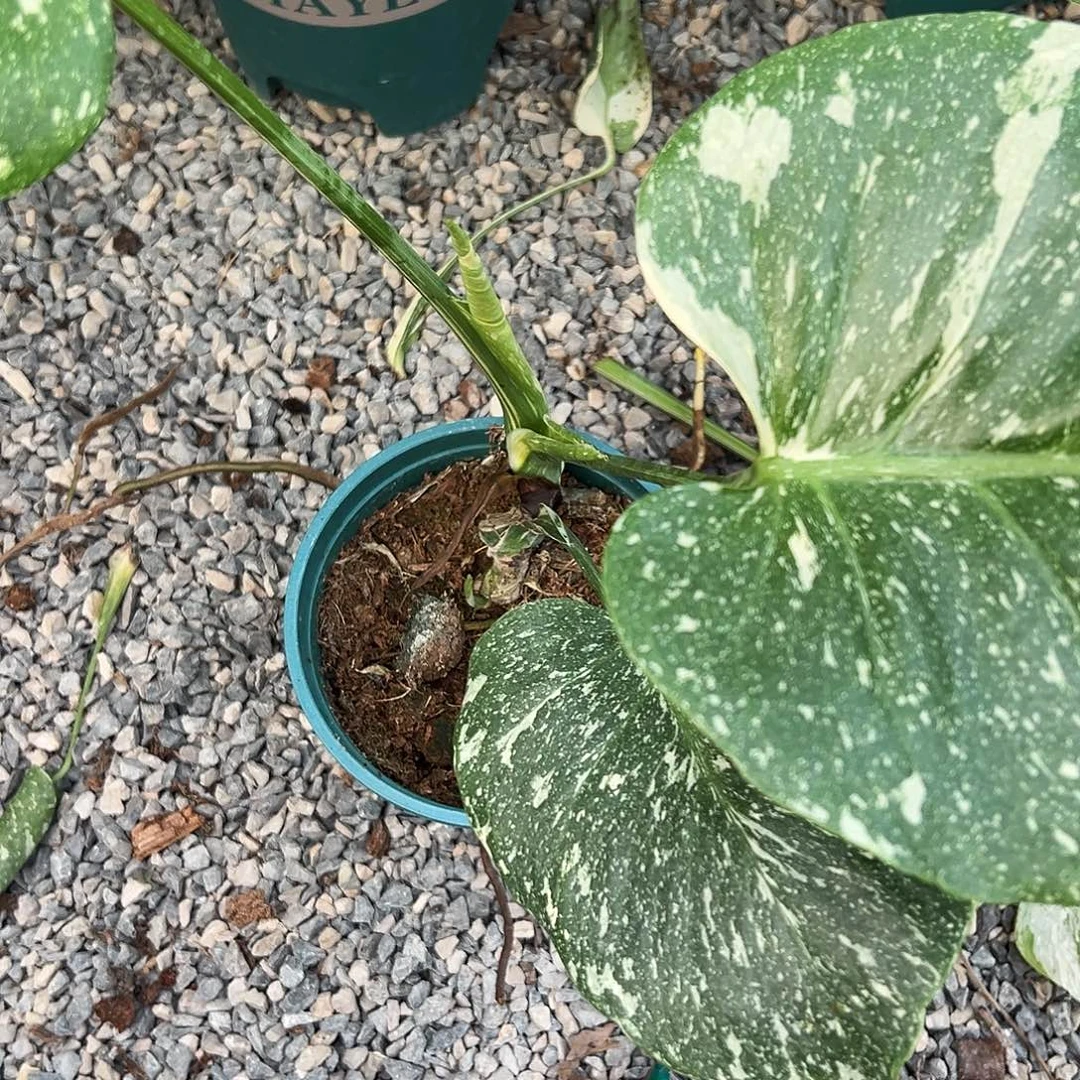 完全开放洒金1随机发货不售后随机发货