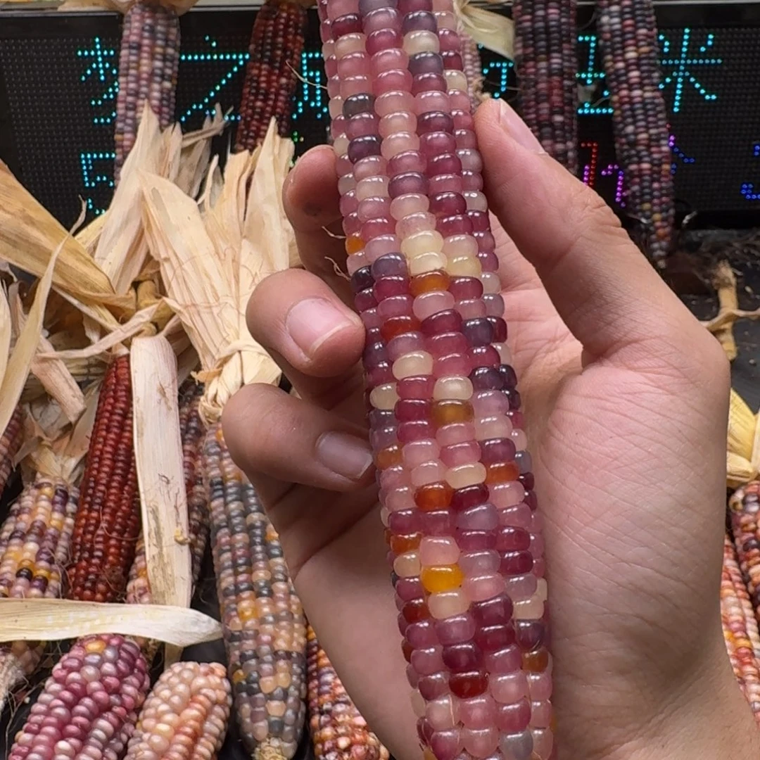 荼***白吊坠柏香籽/百香籽