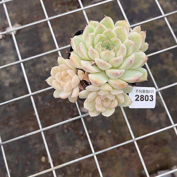 阿雅园艺。        2803白底