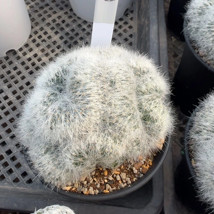 472自根萝卜芳香丸多肉植物带盆土