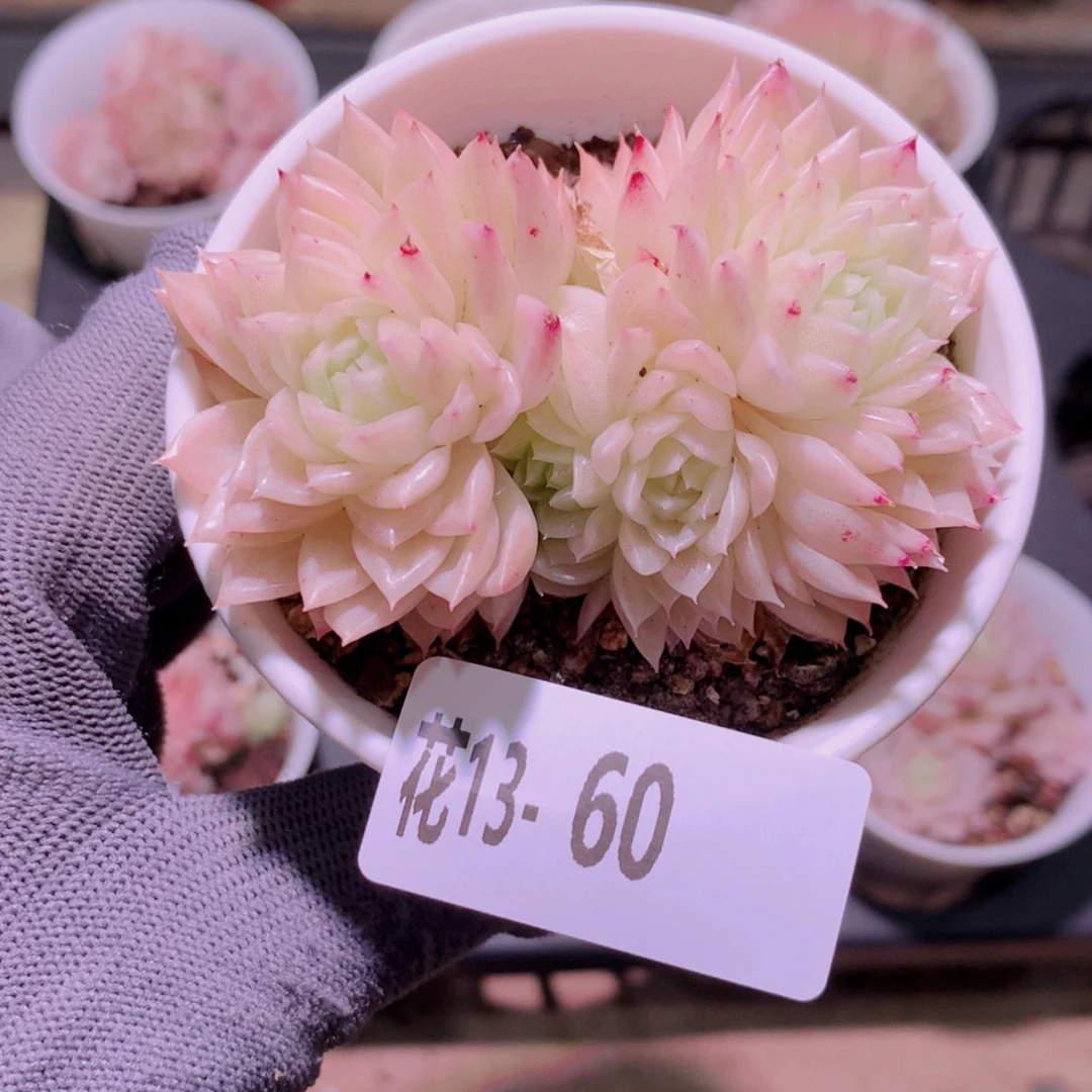 【闪购商品】花13-60麦秆