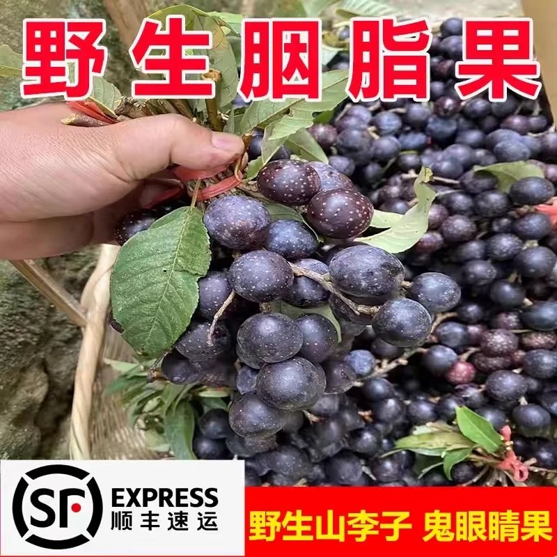 云南胭脂果鬼眼睛果山李子酸甜可口新鲜上市德宏特有野果
