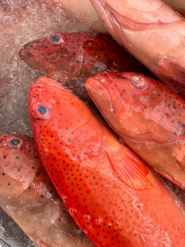 台山上川岛-东星斑-海鱼 1.5-1.7斤