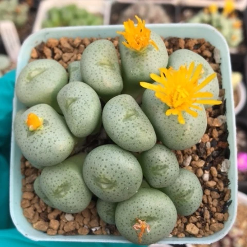 多肉肉锥 黄花大饼