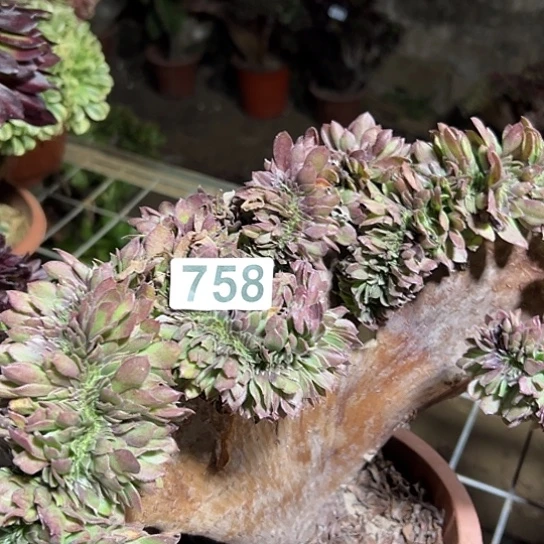 傲***ง多肉植物一个微瑕万追758