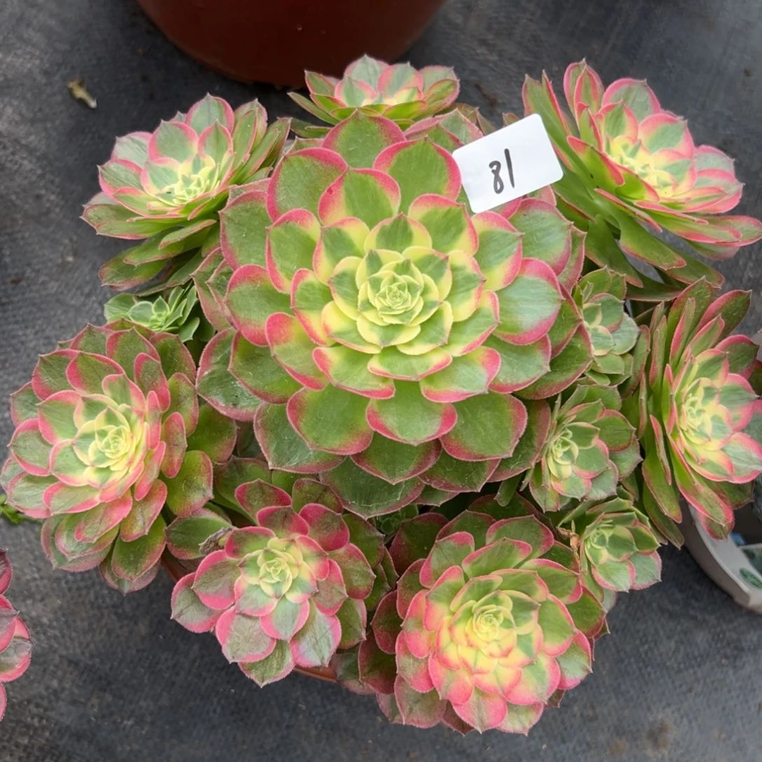 81玉芙蓉多肉植物