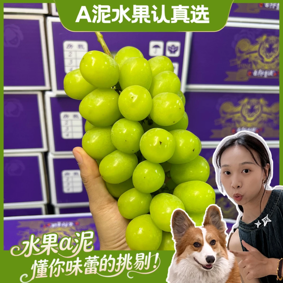 “虎牌”香印青提 当季新鲜阳光玫瑰香甜多汁【坏果包赔+顺丰包邮】