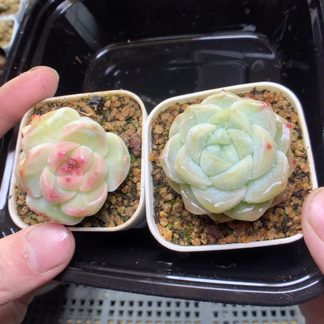 X154y y y y y y y y y