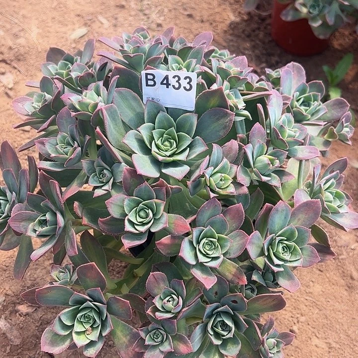 星辰多肉植物433