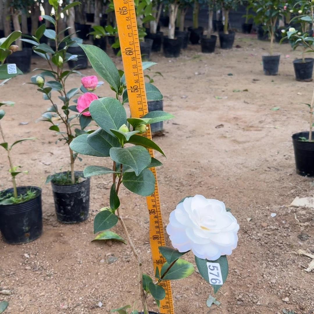 少量花朵（建议范围：2朵-5朵 或40%以下）576戴安娜