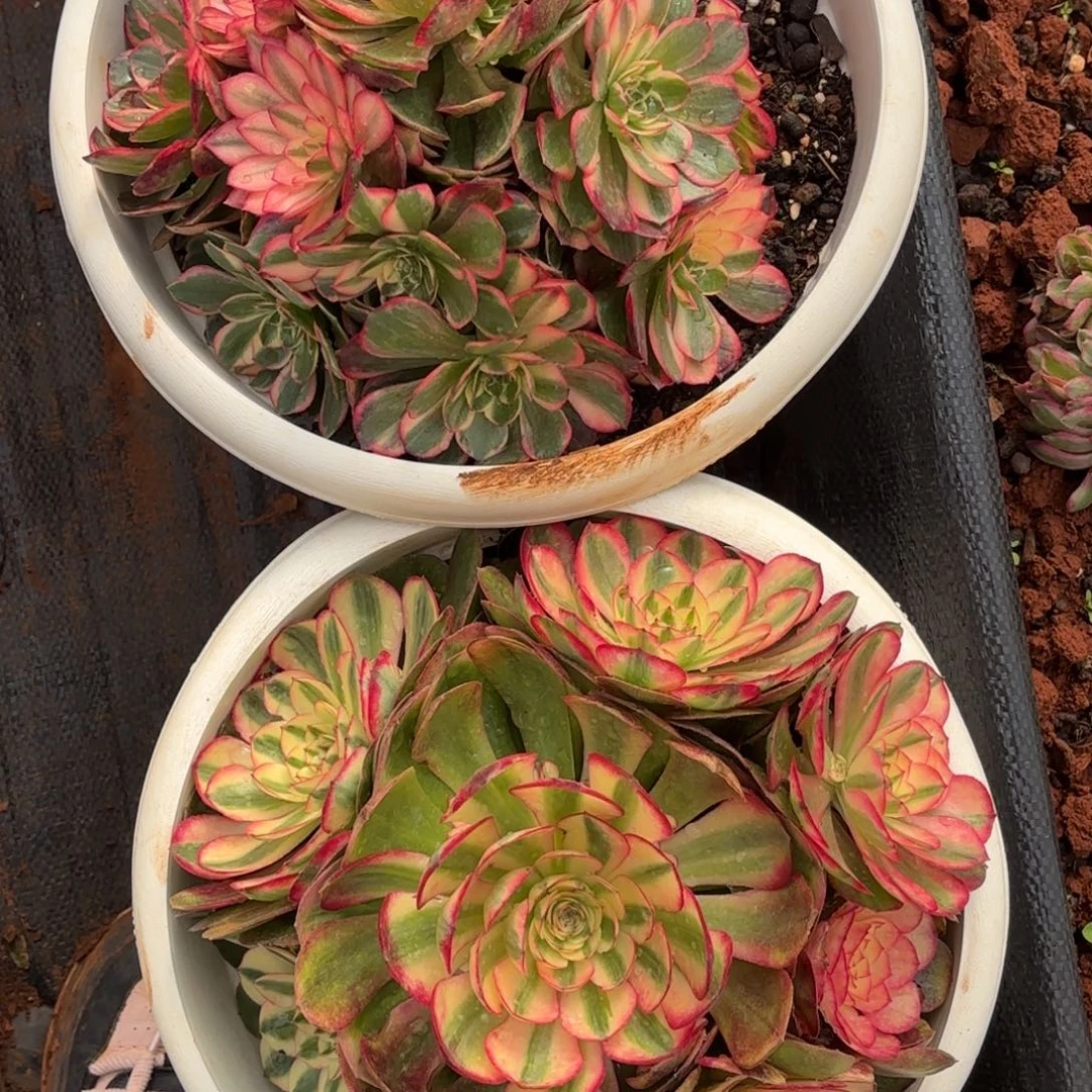 云南多肉植物组拍