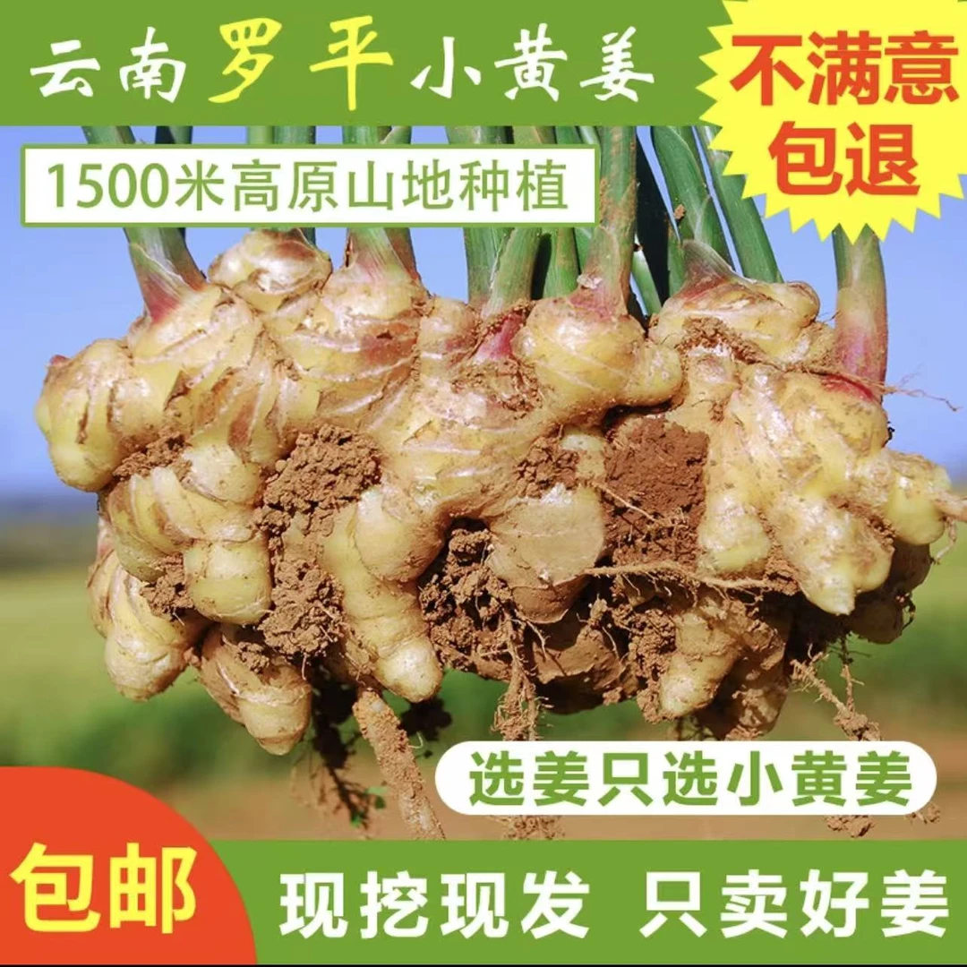 罗平小黄姜2025新姜上市现挖当季熟菜