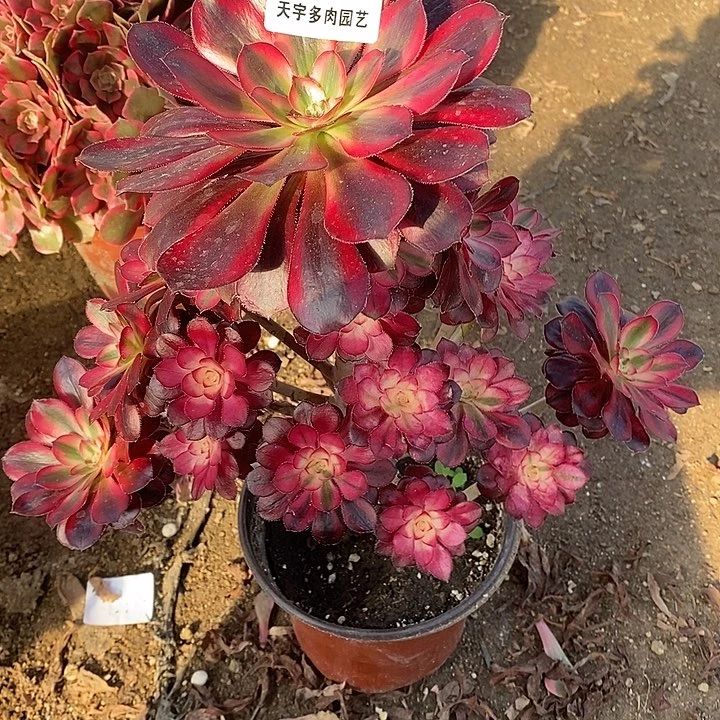 多肉植物香奈儿980多肉