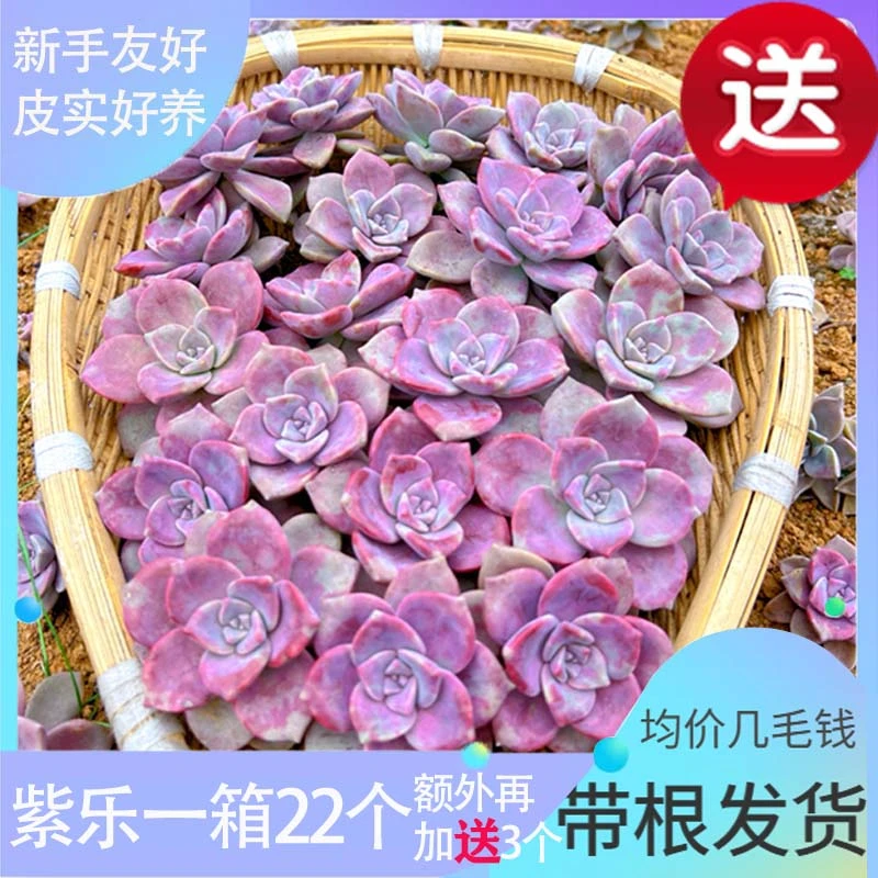 懒人盆栽多肉植物紫乐 花卉盆栽绿植新手入门送3颗